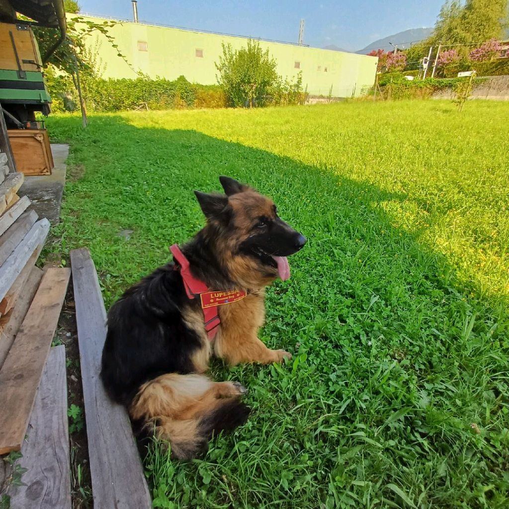 Cane che riposa felice sul prato