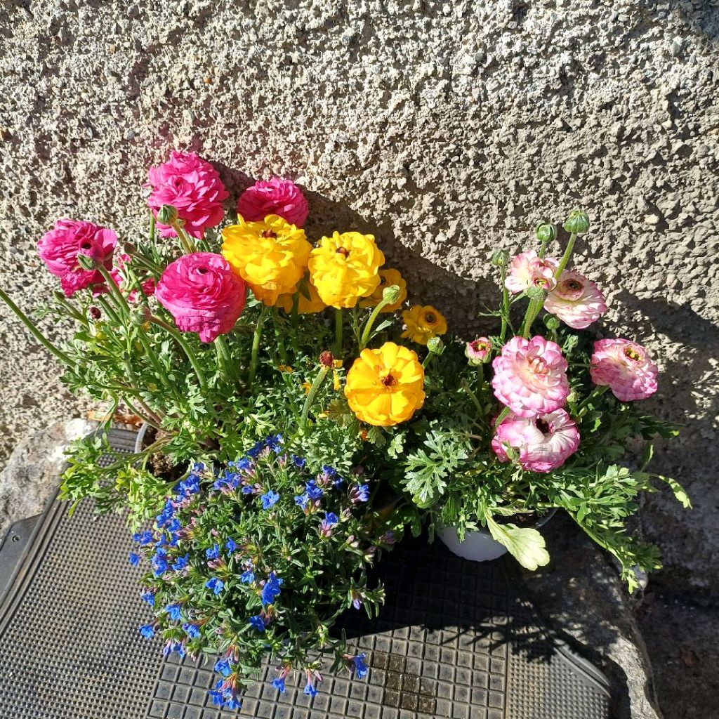 Fiori colorati