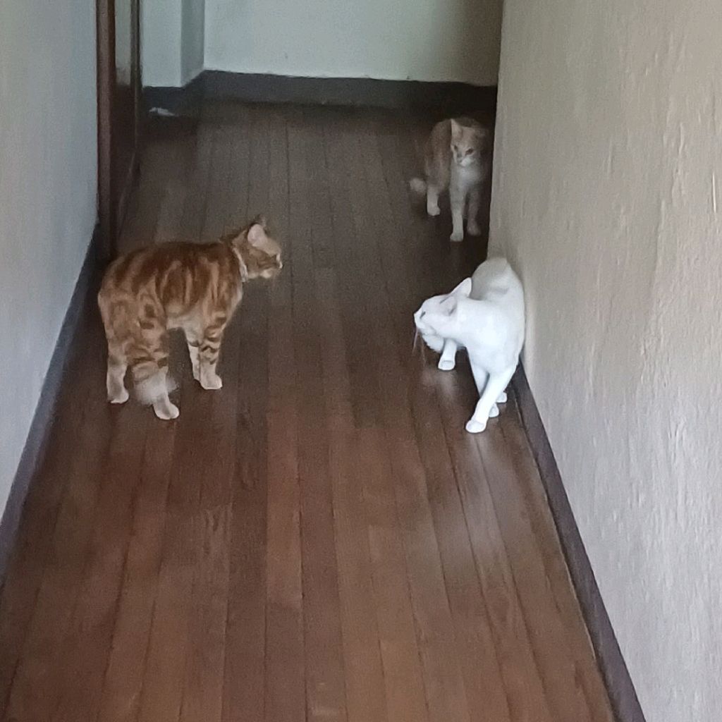 Gatti in corridoio