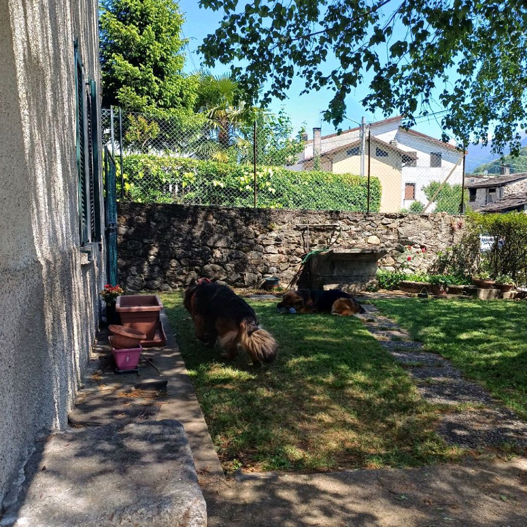 Giardino con cani a CasaCasacce