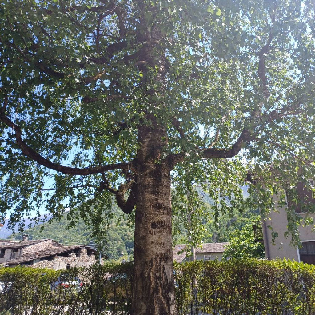 Il grande albero nel prato di CasaCasacce