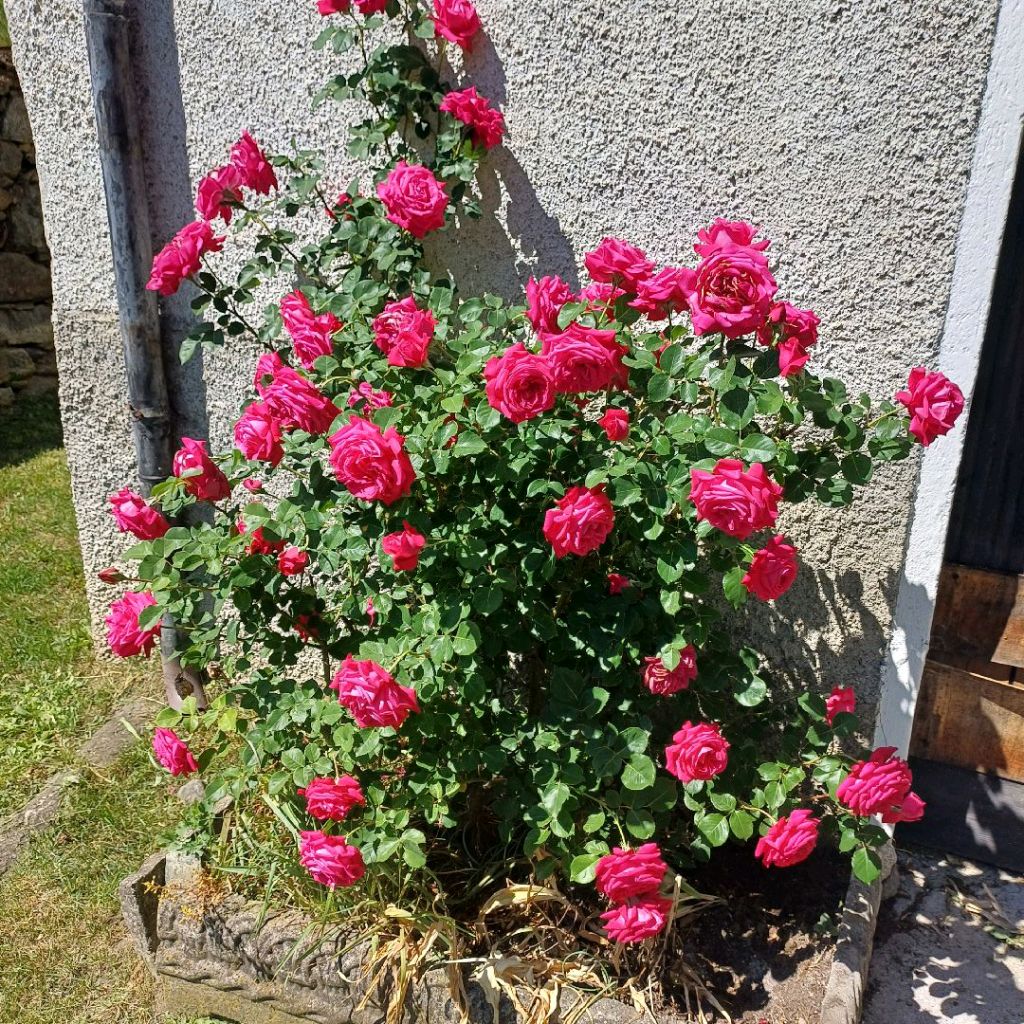 Rose in fiore